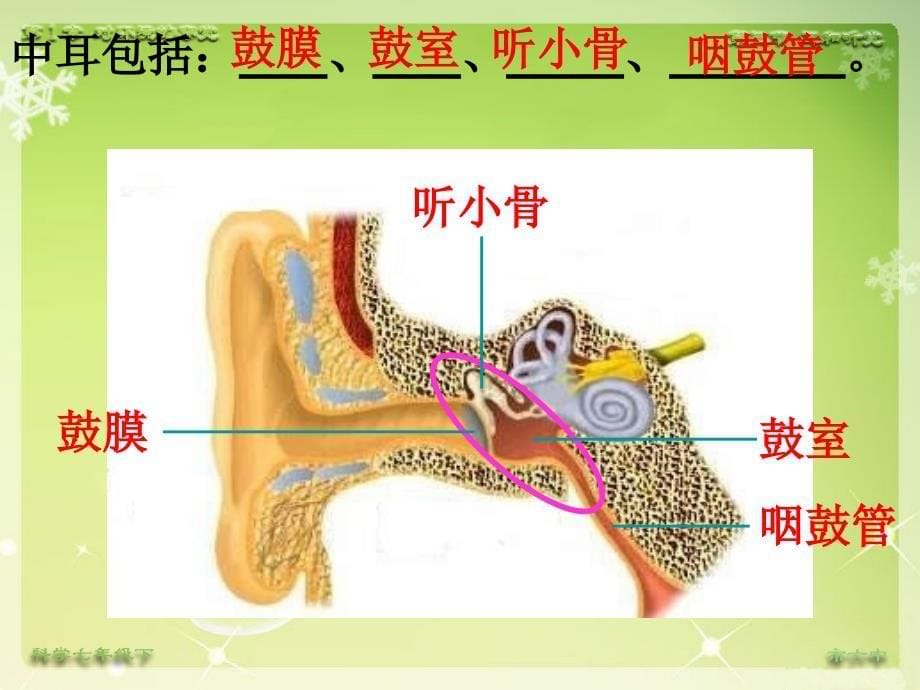 第3节 耳和听觉(第一课时)_第5页