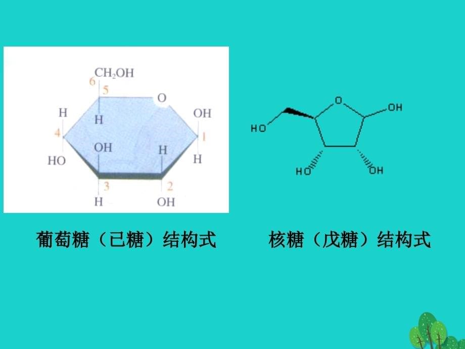 高中生物 第一章 细胞的分子组成 1_3 有机化合物与生物大分子课件 浙科版必修11_第5页