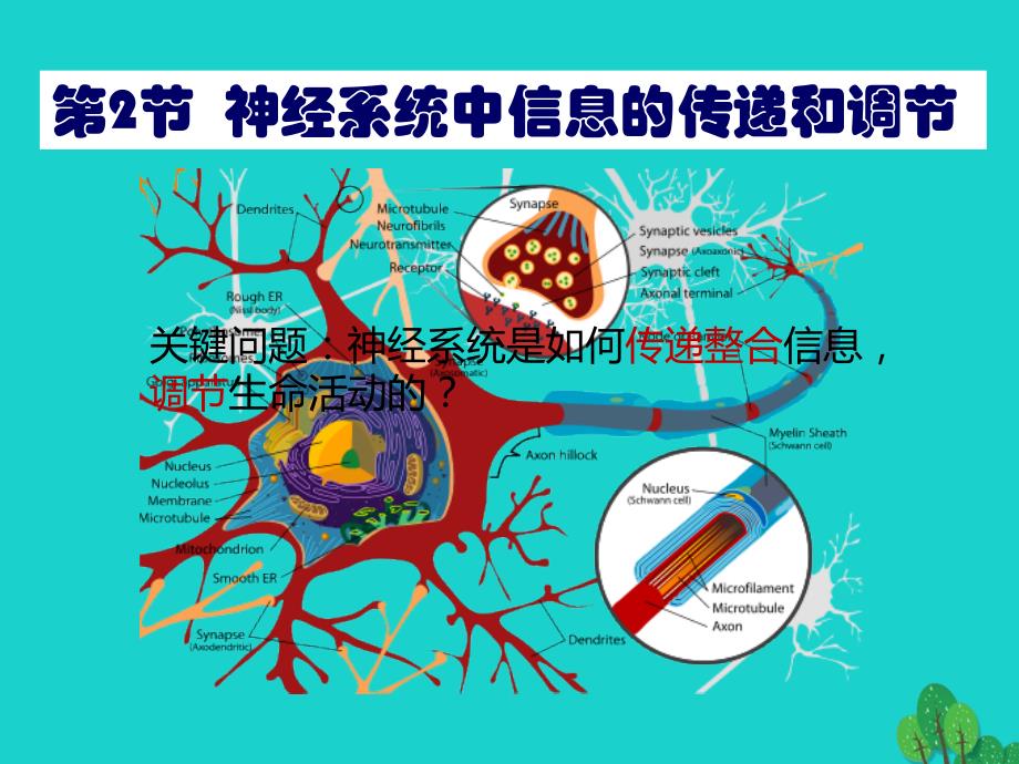 2017高中生物第二册第5章生物体对信息的传递和调节5_2神经系统中信息的传递和调节课件5沪科版_第2页