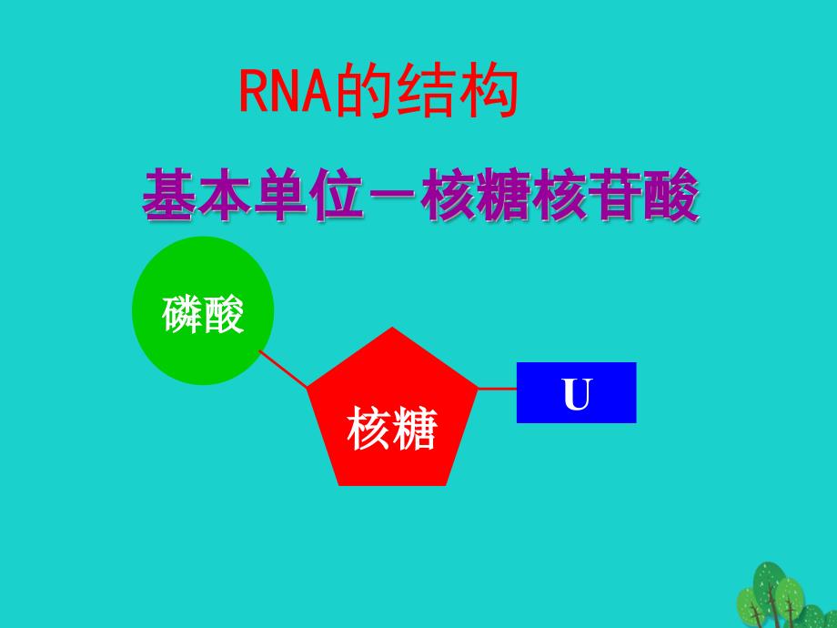 高中生物 第二册 第6章 遗传住处的传递和表达 6_2 蛋白质合成课件（2）沪科版_第3页