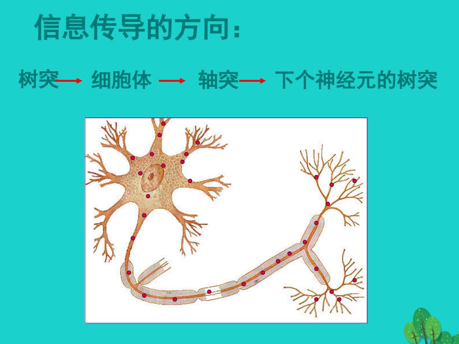 高中生物 第二册 5_2 神经系统中信息的传递和调节课件（3）沪科版_第2页