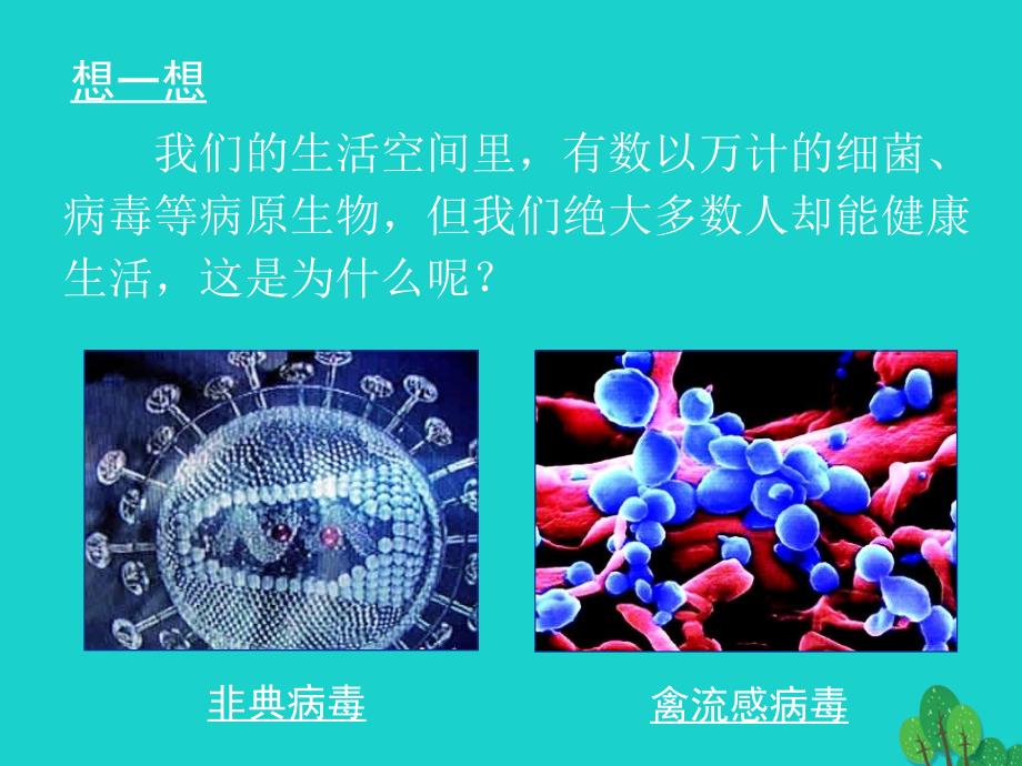 高中生物 第二册 5_4 动物体的细胞识别和免疫课件（2）沪科版_第1页