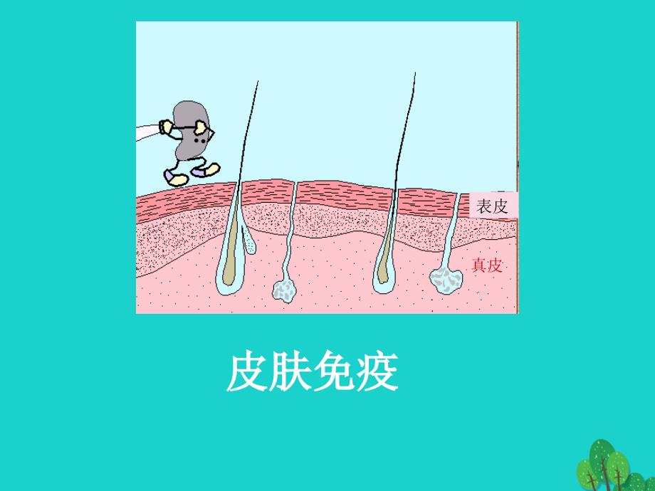 高中生物 第二册 5_4 动物体的细胞识别和免疫课件（2）沪科版_第4页