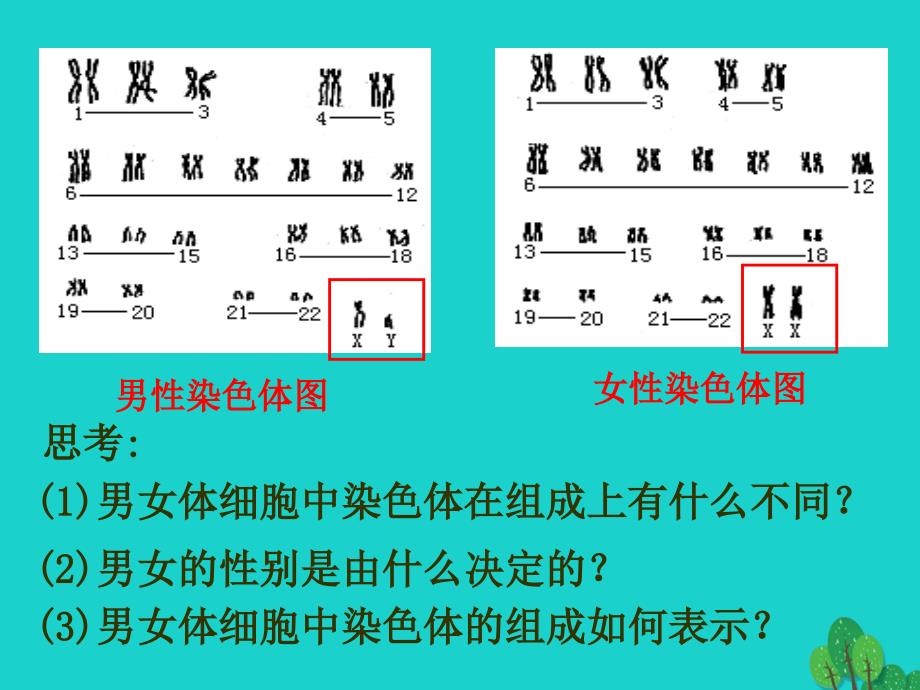 高中生物第三册第8章遗传与变异8_2伴性遗传课件2沪科版_第3页