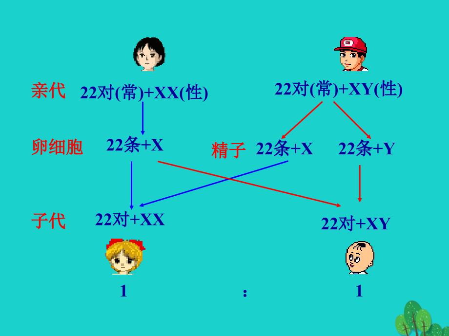 高中生物第三册第8章遗传与变异8_2伴性遗传课件2沪科版_第4页