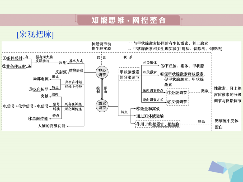 高考生物考前冲刺复习 第1部分 专题突破方略 专题九 动物和人体生命活动的调节课件_第3页