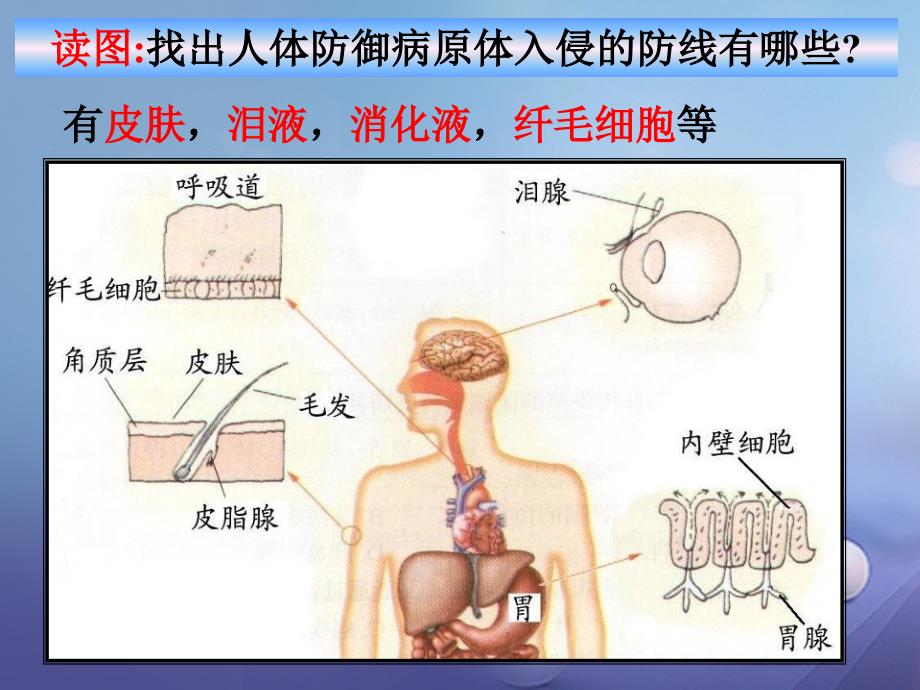 九年级科学下册 3_3 身体的防卫课件4 （新版）浙教版_第4页