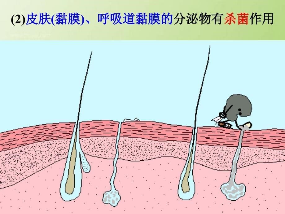 九年级科学下册 3_3 身体的防卫（1）课件3 （新版）浙教版_第5页