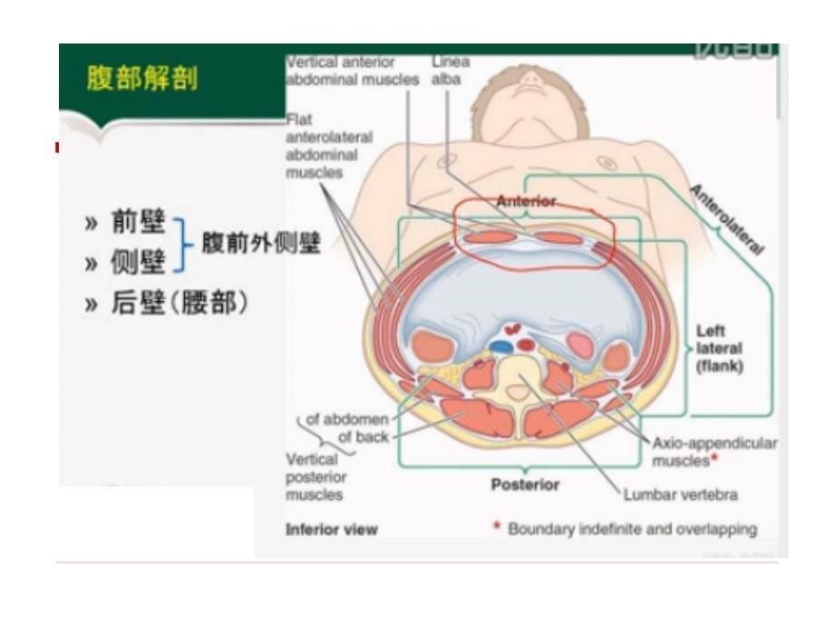 超声引导下腰方肌阻滞_第5页