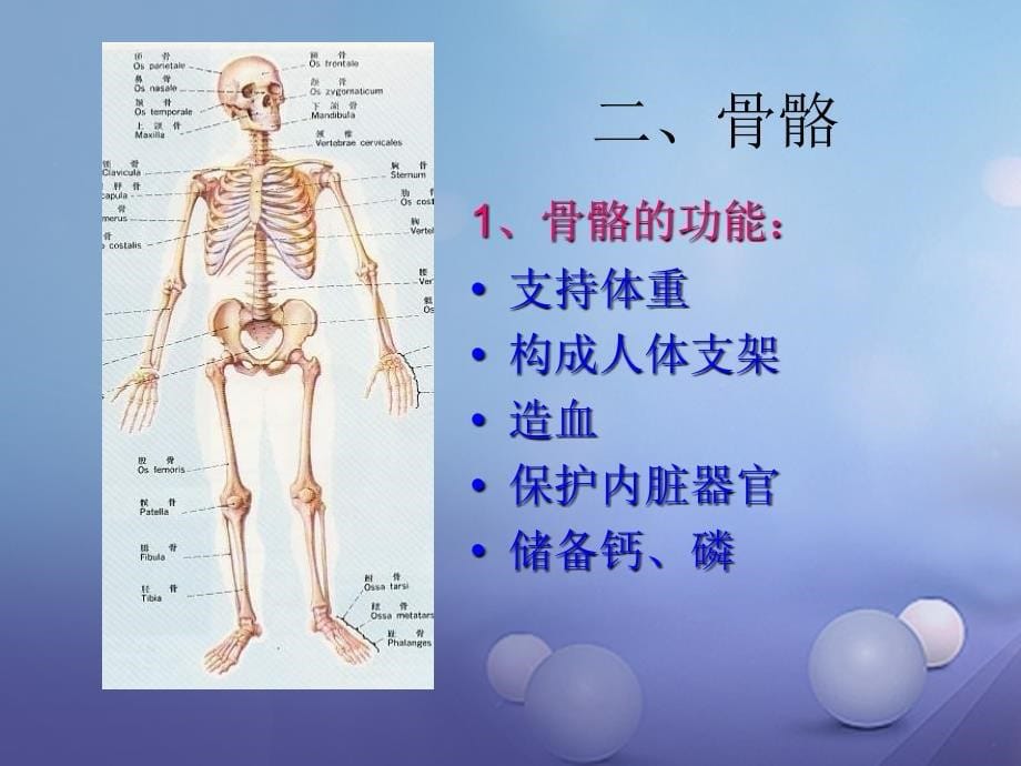 九年级科学下册 3_5 人的运动系统和保健课件2 （新版）浙教版_第5页