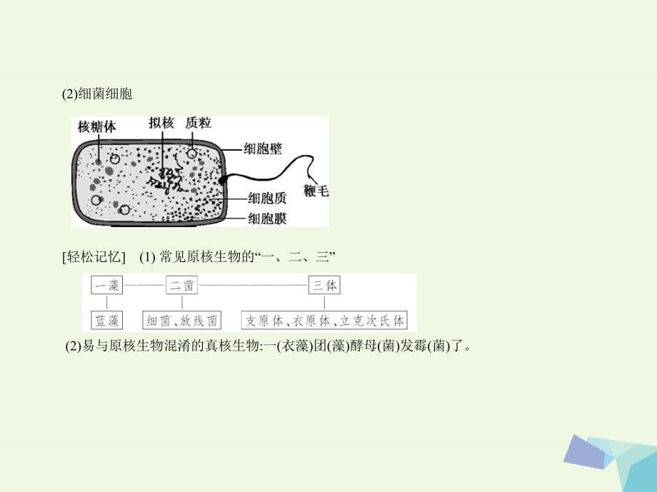 高考生物冲刺复习 专题2 细胞的结构与功能课件_第5页