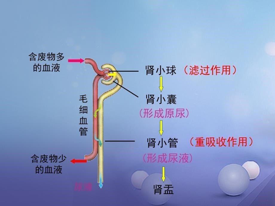 七年级生物下册11_2尿的形成与排出第2课时课件北师大版_第5页