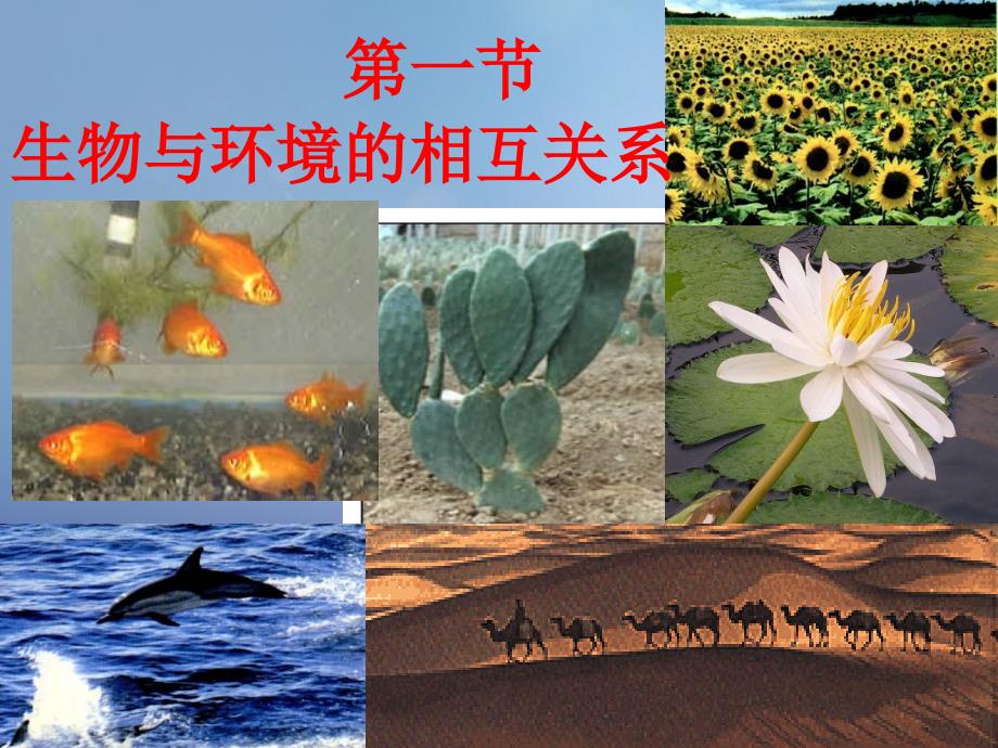 九年级科学下册 2_1 生物与环境的相互关系课件2 （新版）浙教版_第1页