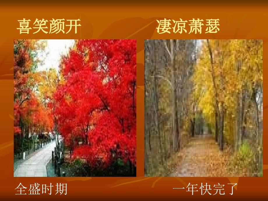 香山红叶的课件_第4页