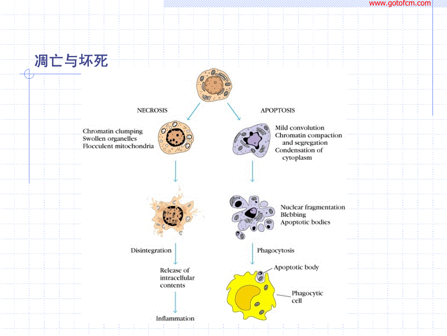 流式细胞术检测凋亡方法_第4页