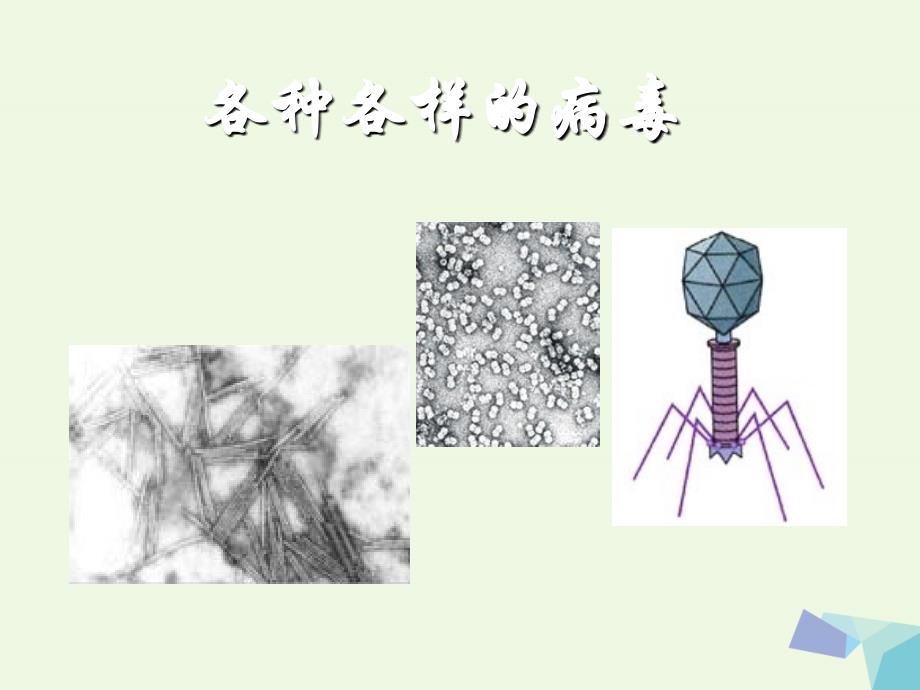 六年级科学上册 病毒课件4 青岛版_第2页