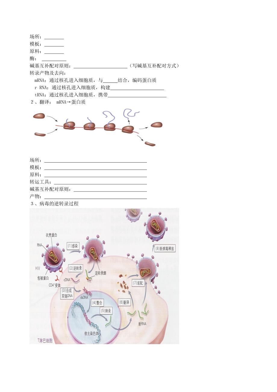 北京市高考生物总复习遗传与进化__遗传综合应用中心法则专题学案无答案_第2页