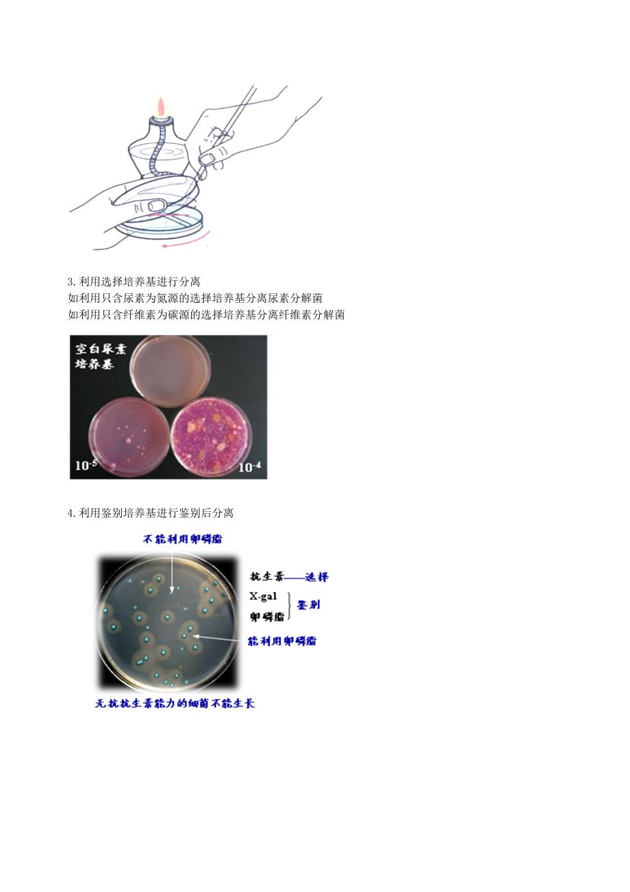 北京市高考生物总复习教材基本实验微生物的培养分离计数专题学案无答案_第2页