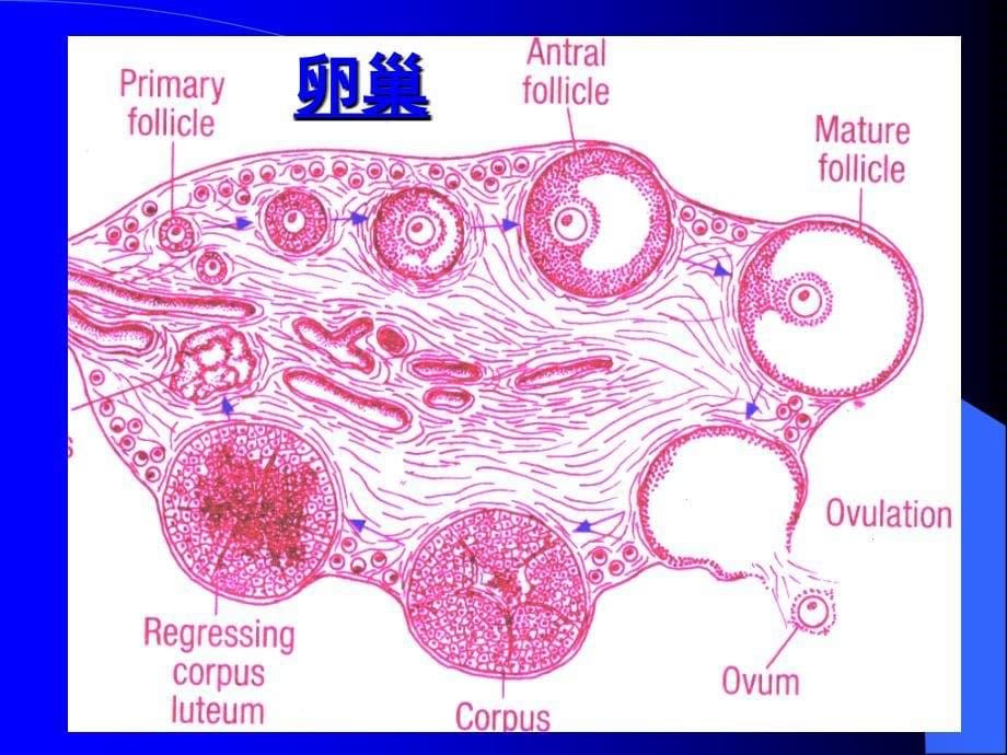 中国医科大基础医学组织学与胚胎学ppt课件17女性生殖系统_第5页