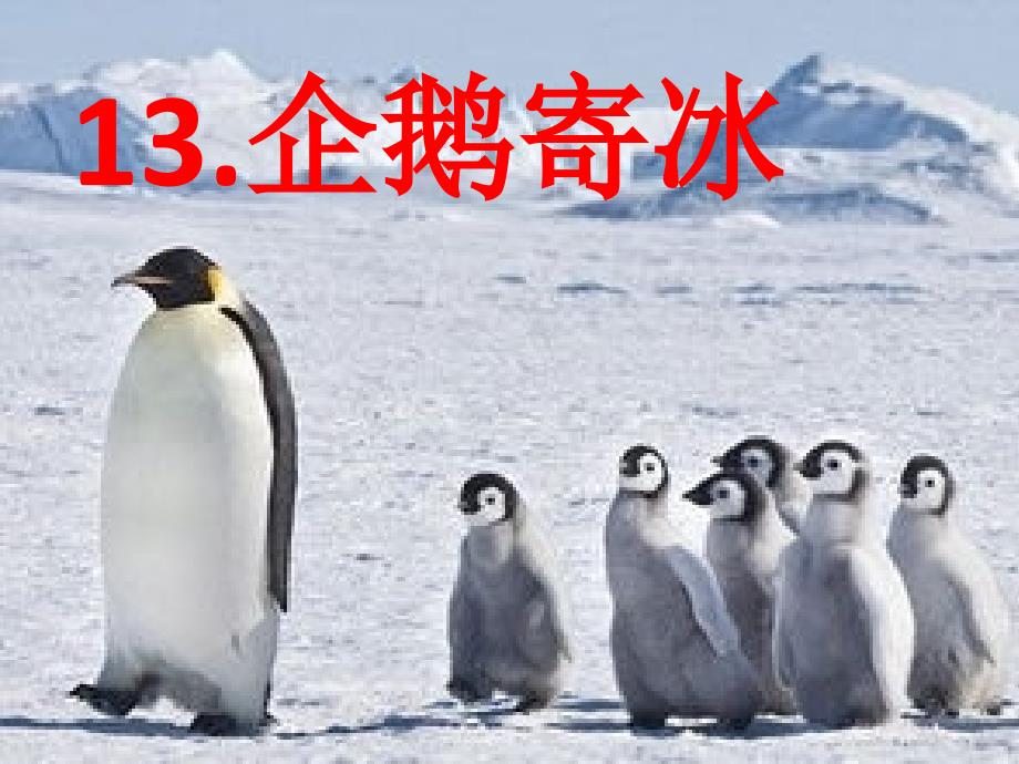 13.企鹅寄冰_第1页