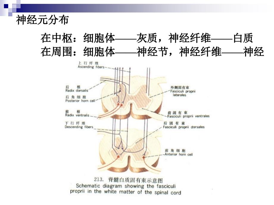 高考生物一轮复习课件：专题十一_动物和人体生命活动的调节(1)(必修3)_第4页