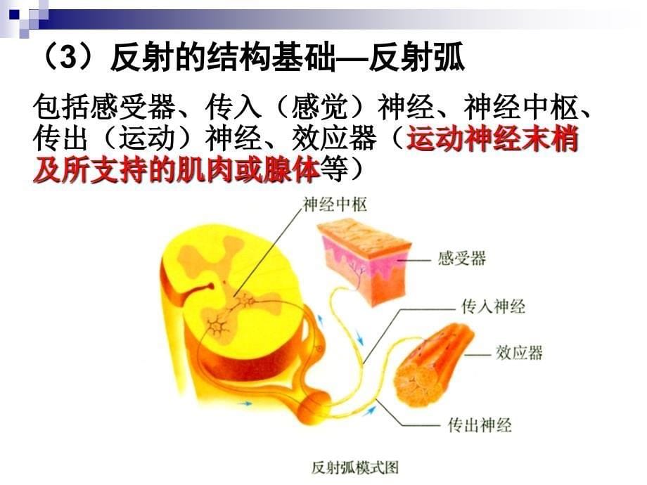 高考生物一轮复习课件：专题十一_动物和人体生命活动的调节(1)(必修3)_第5页