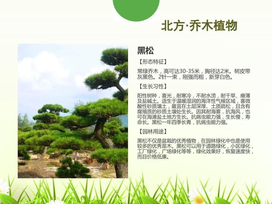 景观设计·植物_城乡园林规划_工程科技_专业资料_第5页