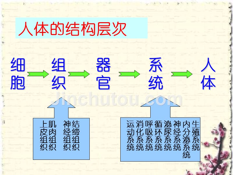 人体概述._第2页