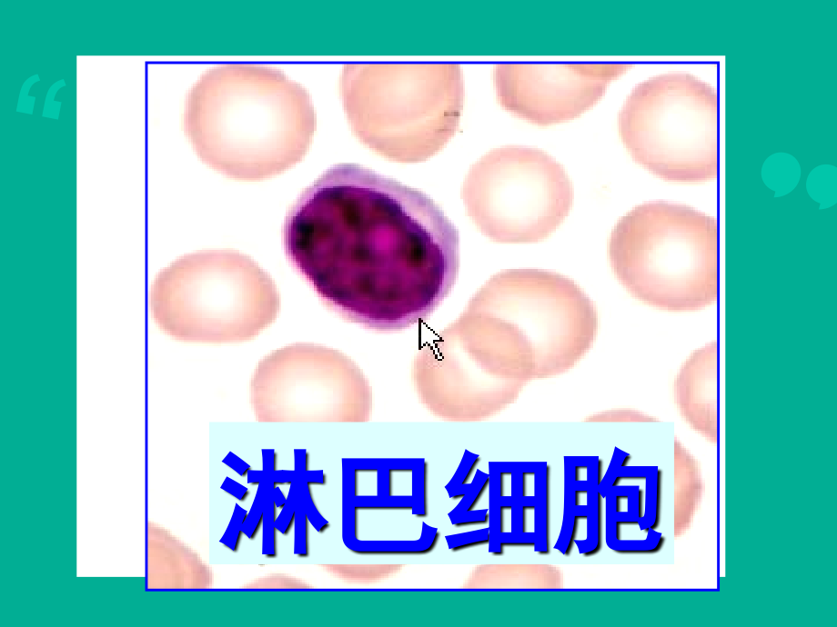 【组织学与胚胎学】免疫系统  课件_第3页