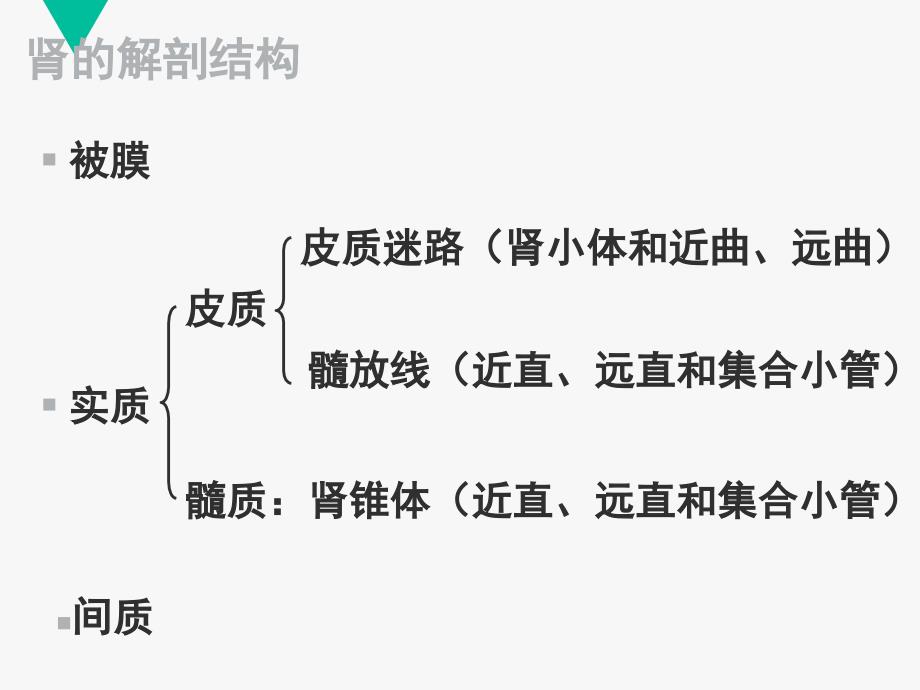 【组织学与胚胎学】泌尿系统  课件_第4页