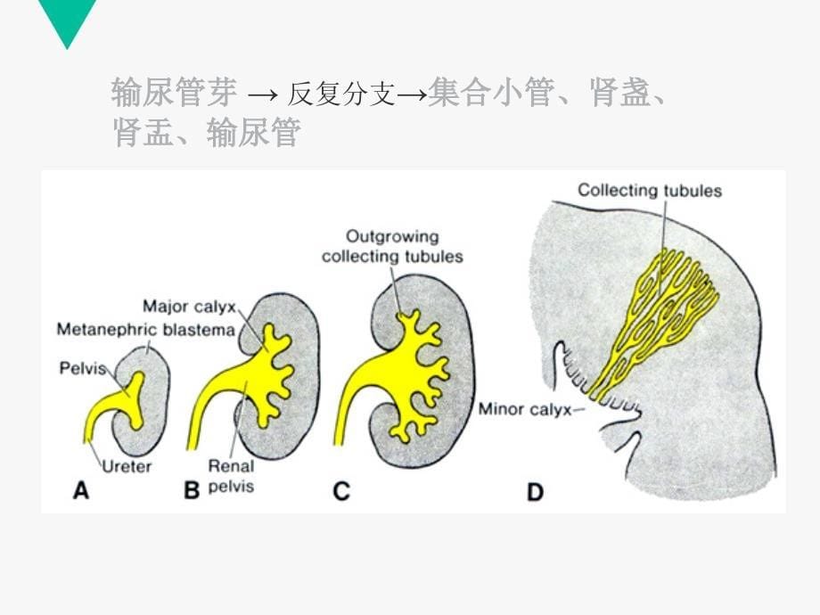 【组织学与胚胎学】泌尿系统  课件_第5页