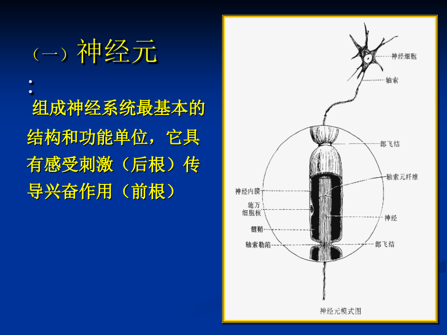 外科学多媒体课件周围神经损伤_课件_第4页