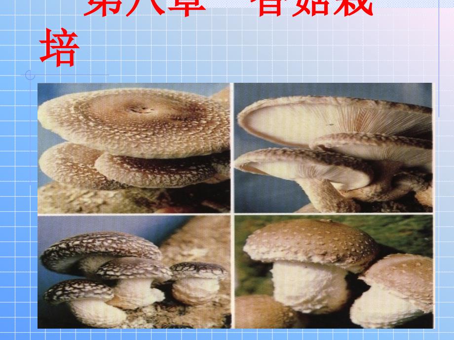 食用菌生产与加工8 香菇栽培技术_第1页