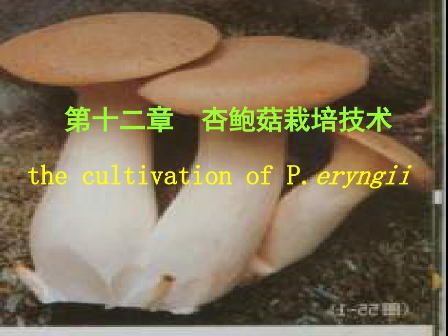 食用菌生产与加工12 杏鲍菇栽培技术_第1页