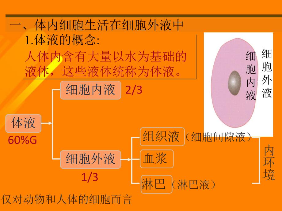 高中生物 1_1 细胞生活的环境课件 新人教必修3_第4页