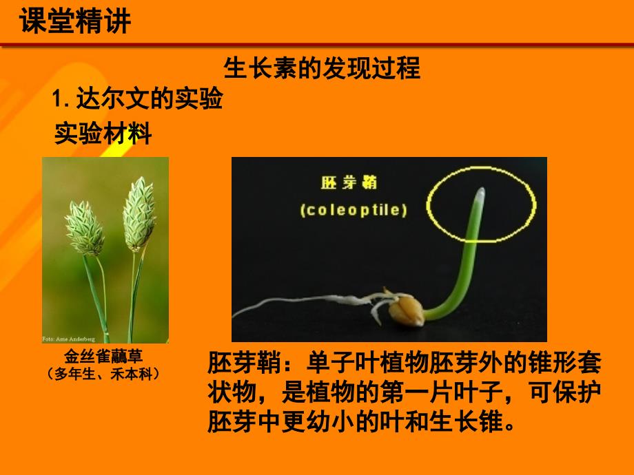 高中生物 第三章 3_1 植物生长素的发现课件 新人教版必修31_第3页