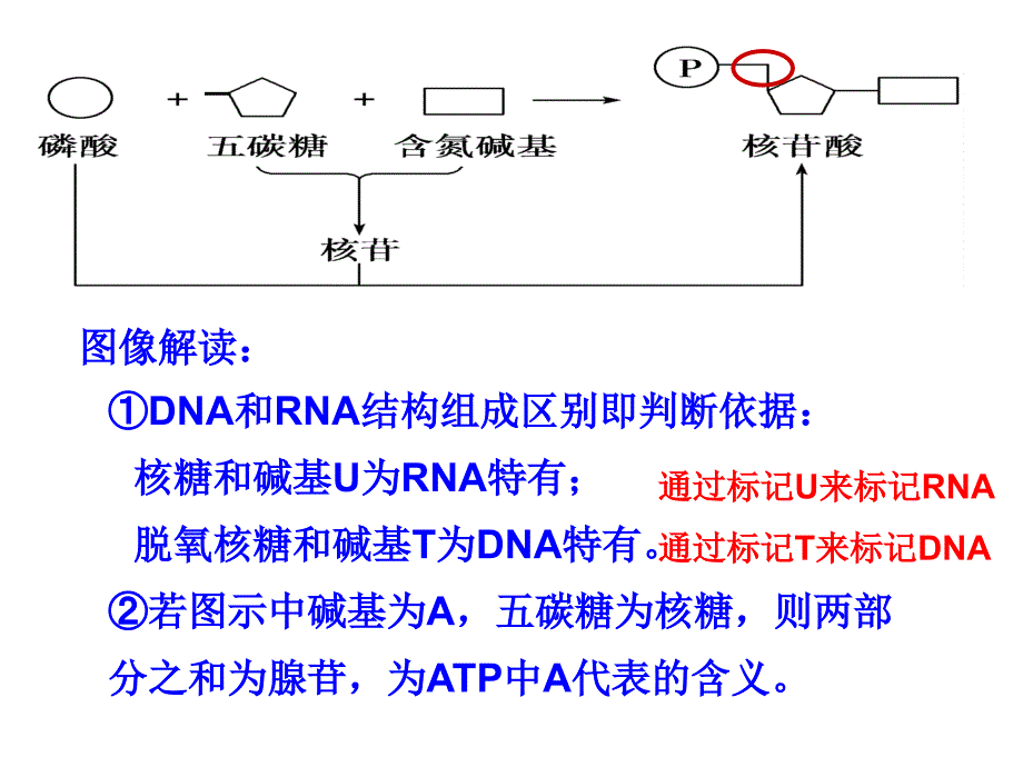 核酸及细胞中糖类和脂质_第4页