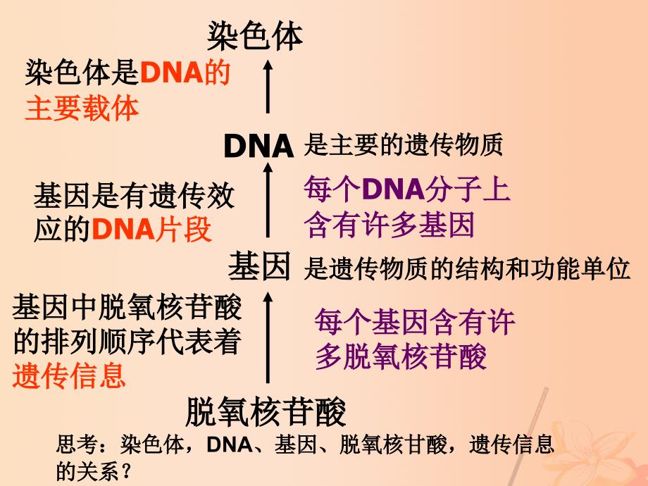 高中生物 第四章 4_3 基因控制蛋白质的合成课件 苏教版必修21_第2页