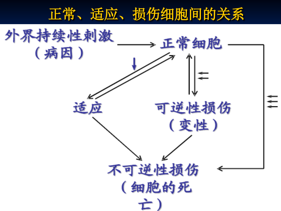 细胞和组织适应、损伤与修复_第3页