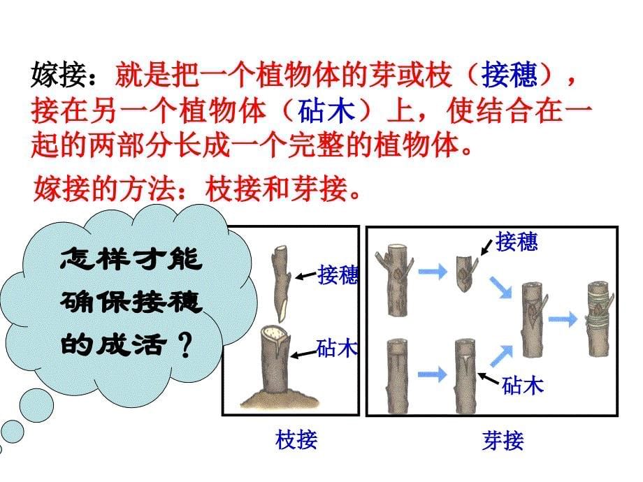 植物无性生殖_第5页