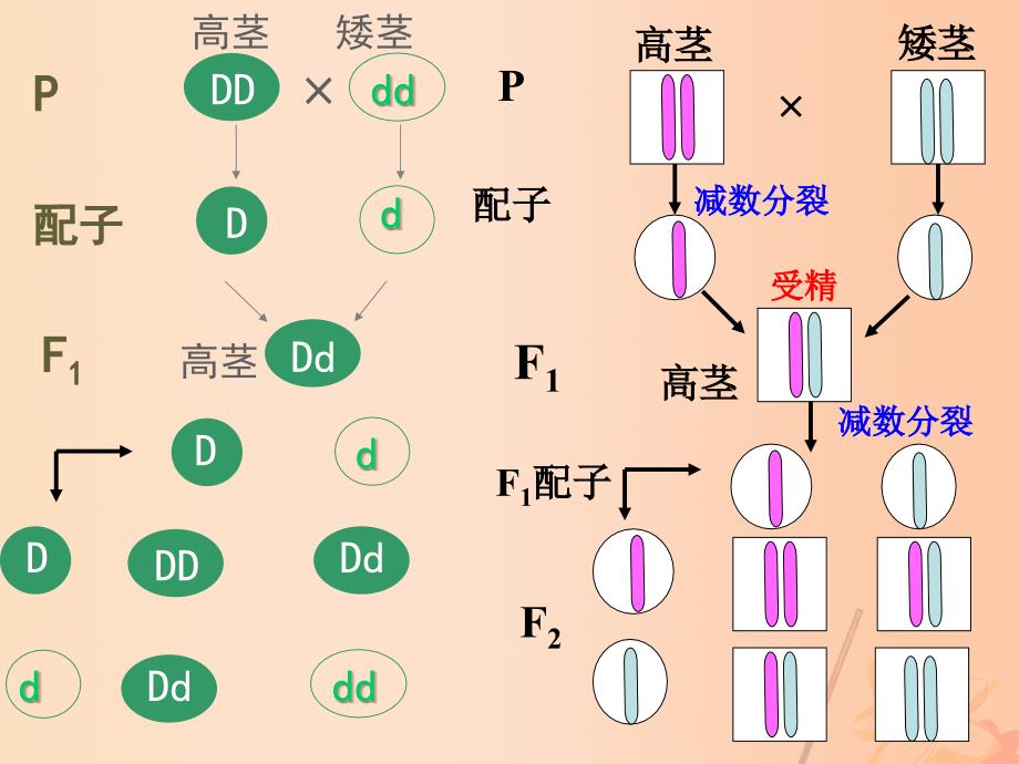 高中生物 2_2 基因在染色体上课件（1）新人教版必修2_第2页