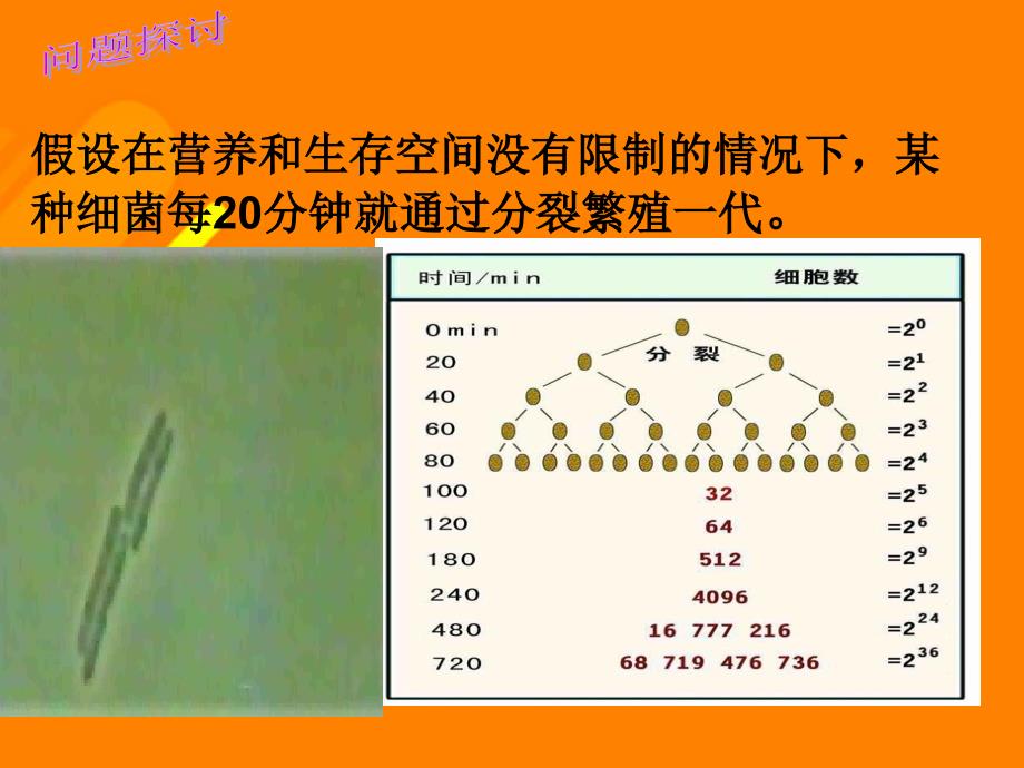 高中生物 第四章 4_2 种群的数量变化课件 新人教版必修31_第3页