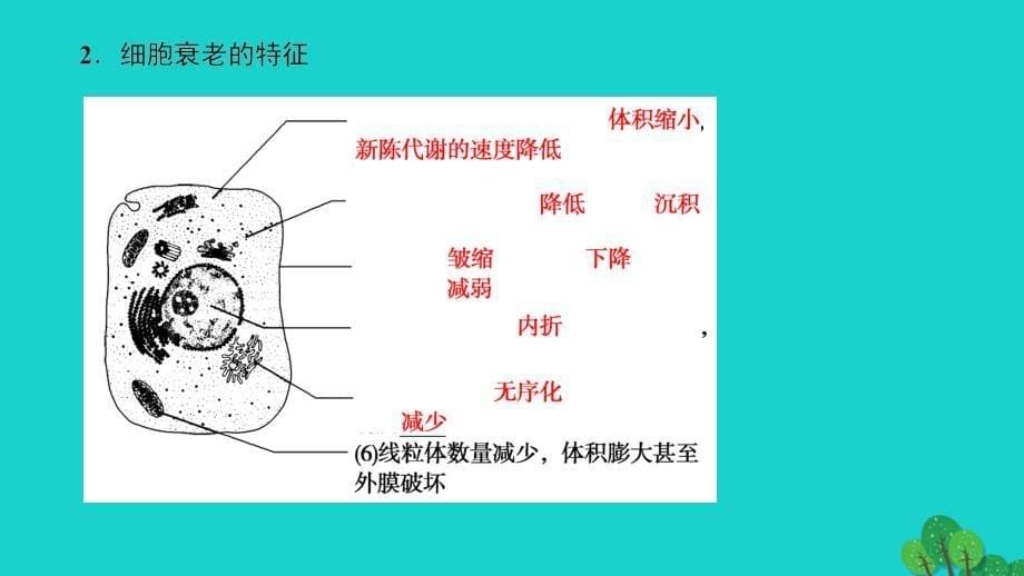 高中生物 第4单元 第2章 第12节 细胞衰老细胞凋亡课件 中图版必修_第5页