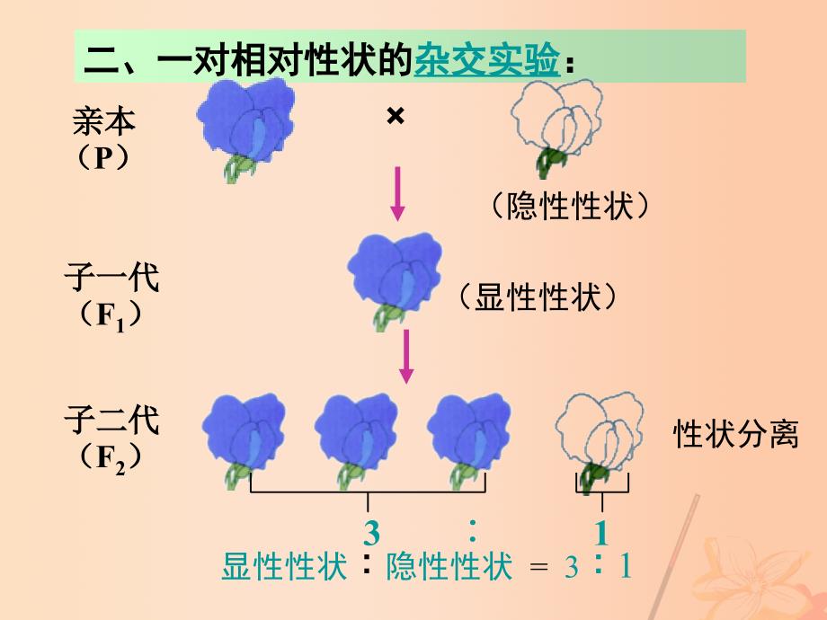 高中生物 第三章 3_1 基因的分离定律课件 苏教版必修21_第4页