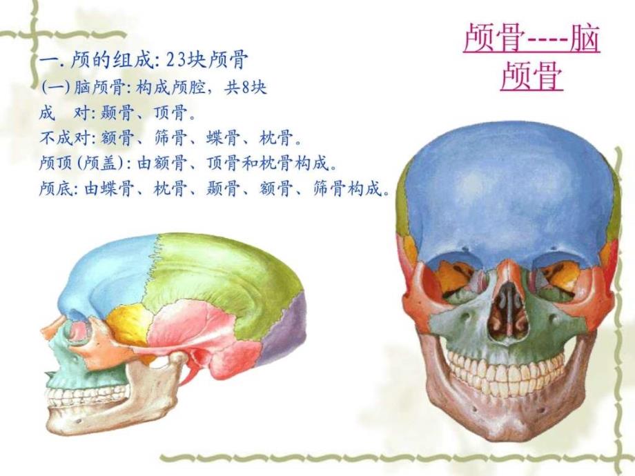 颅骨部分_第1页