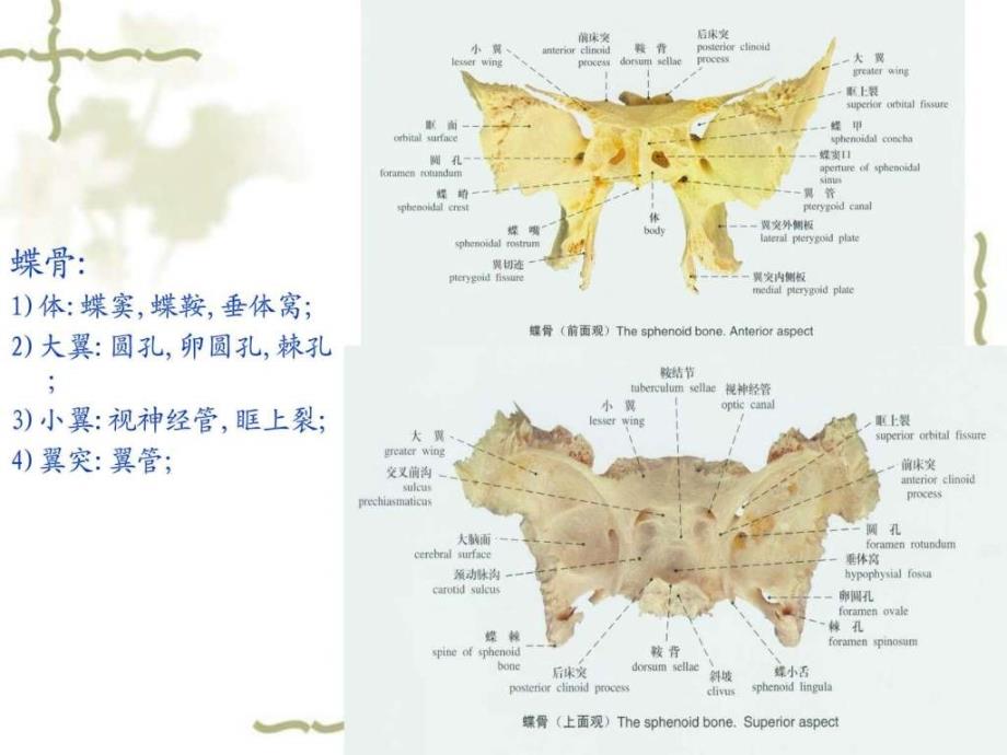 颅骨部分_第3页