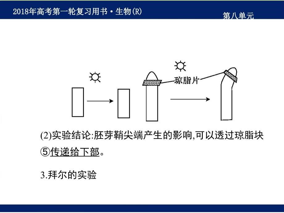 2018届高考《生物》最新第一轮复习名师课件-第8单元-生命活动的调节_第5页