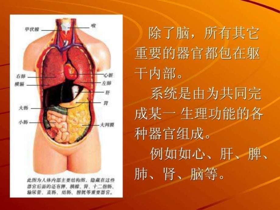 细胞营养学_第5页