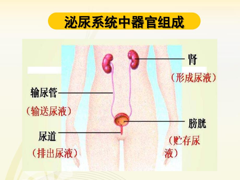 学前儿童泌尿系统特点与保育_第1页