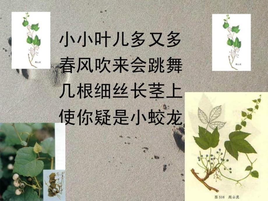 爬山虎的脚优秀课件_第2页